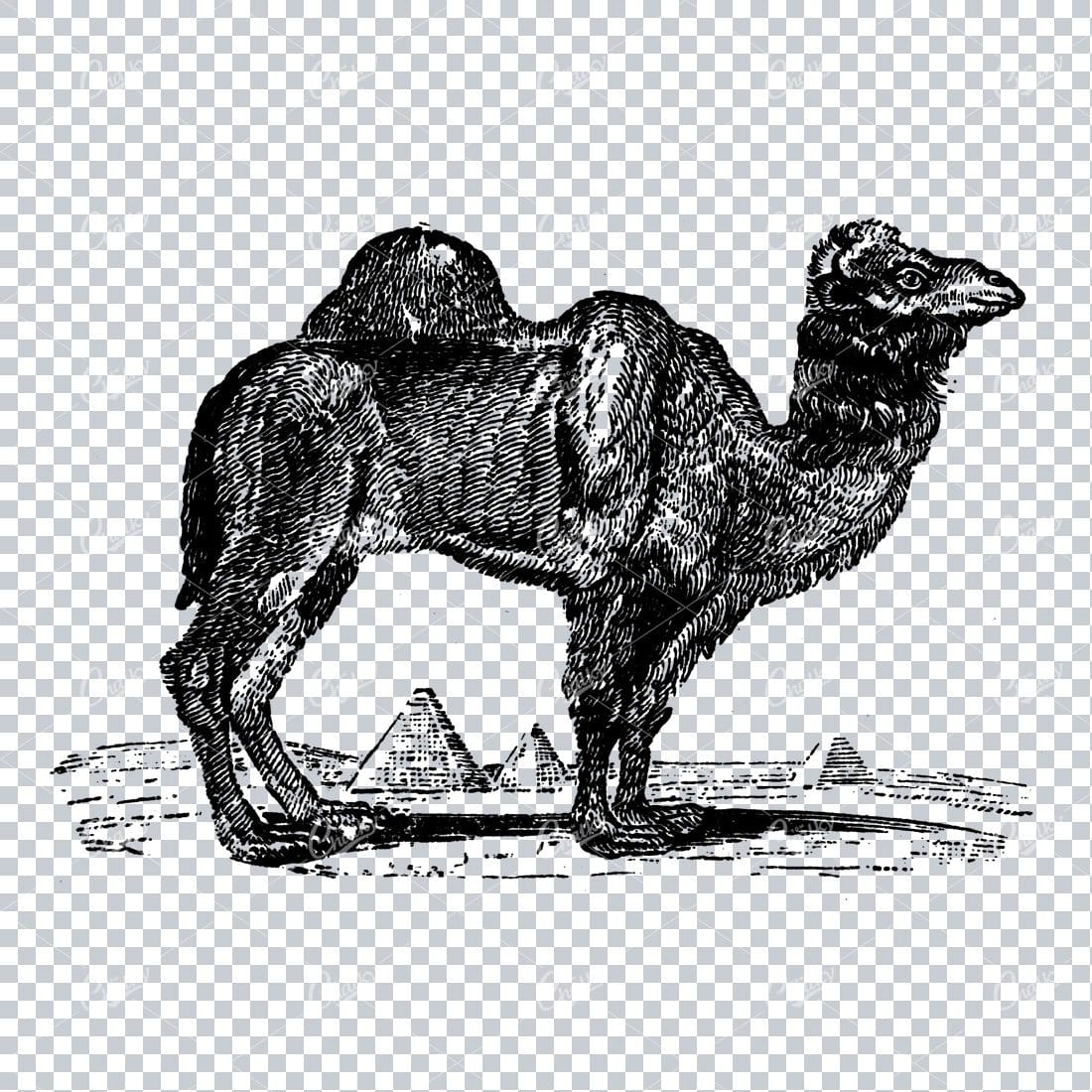 Antique Natural History Line Art Illustration - Camel No.1