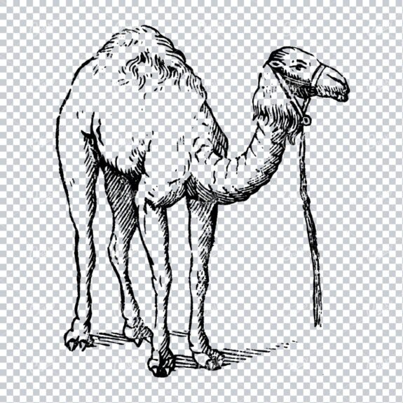 Antique Natural History Line Art Illustration - Camel No.2