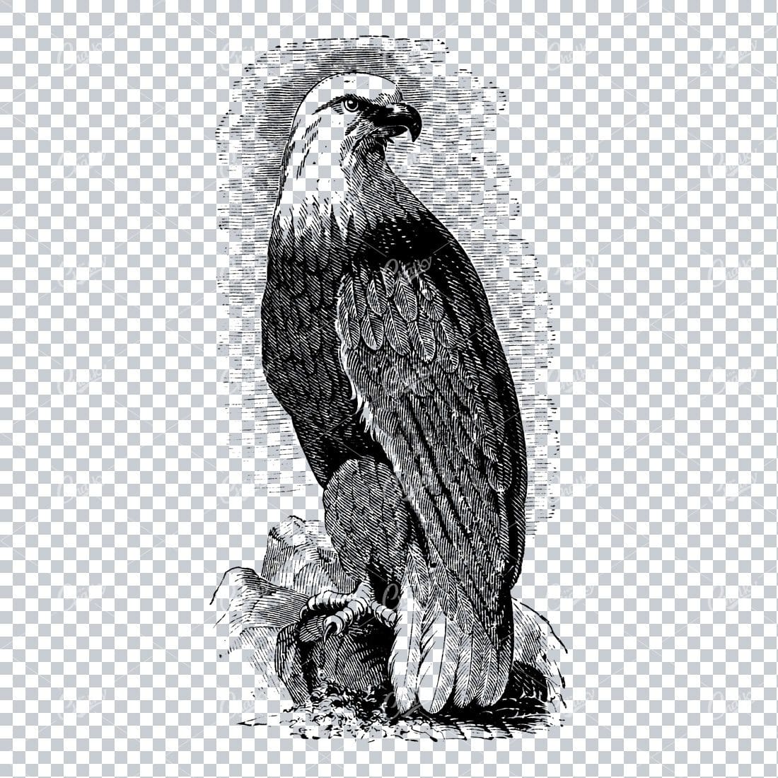 Antique Natural History Line Art Illustration - American Eagle