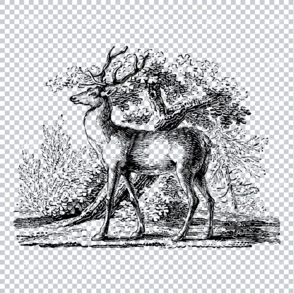 Antique Natural History Line Art Illustration - Stag in Forest
