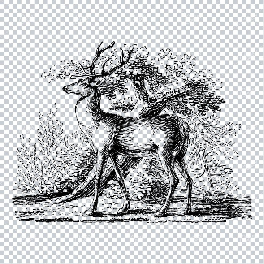 Antique Natural History Line Art Illustration - Stag in Forest