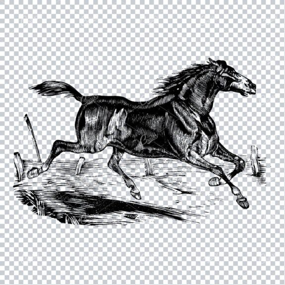 Vintage Horse Riding Illustration - Horse Galloping No.1