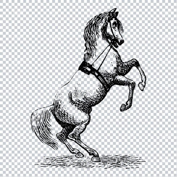 Vintage Horse Riding Illustration - Horse on Hind Legs