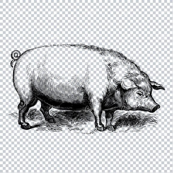 Antique Natural History Line Art Illustration - Pig