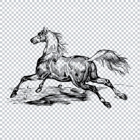 Vintage Horse Riding Illustration - Horse Galloping No.2
