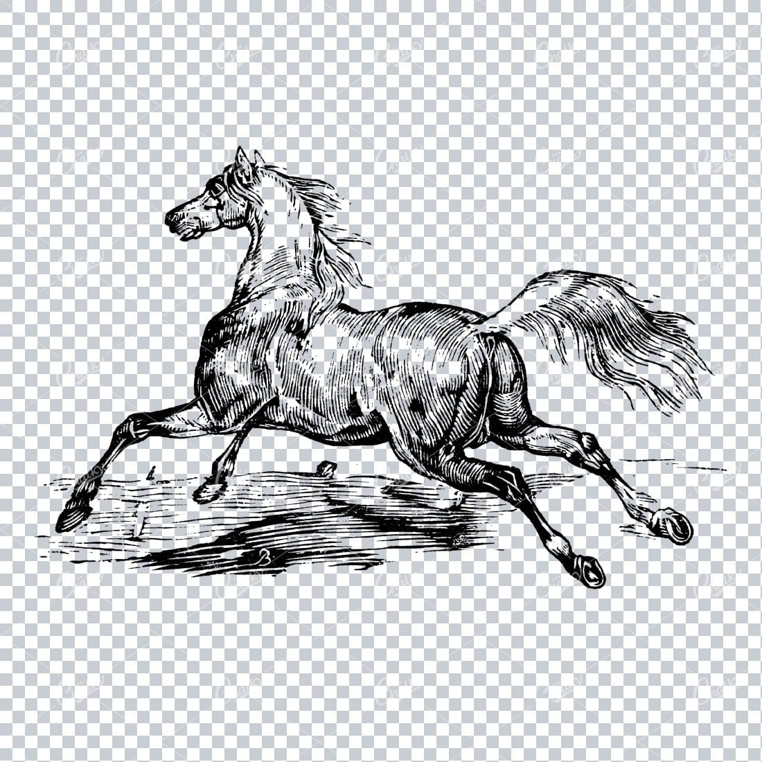 Vintage Horse Riding Illustration - Horse Galloping No.2