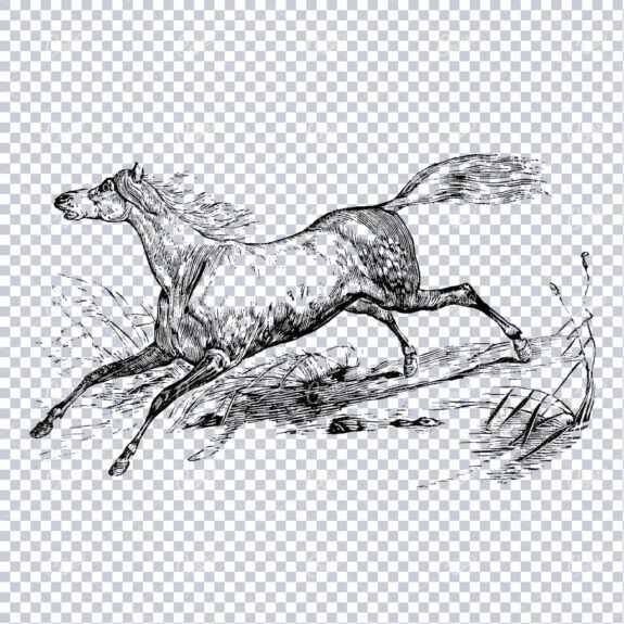 Vintage Horse Riding Illustration - Horse Galloping No.3