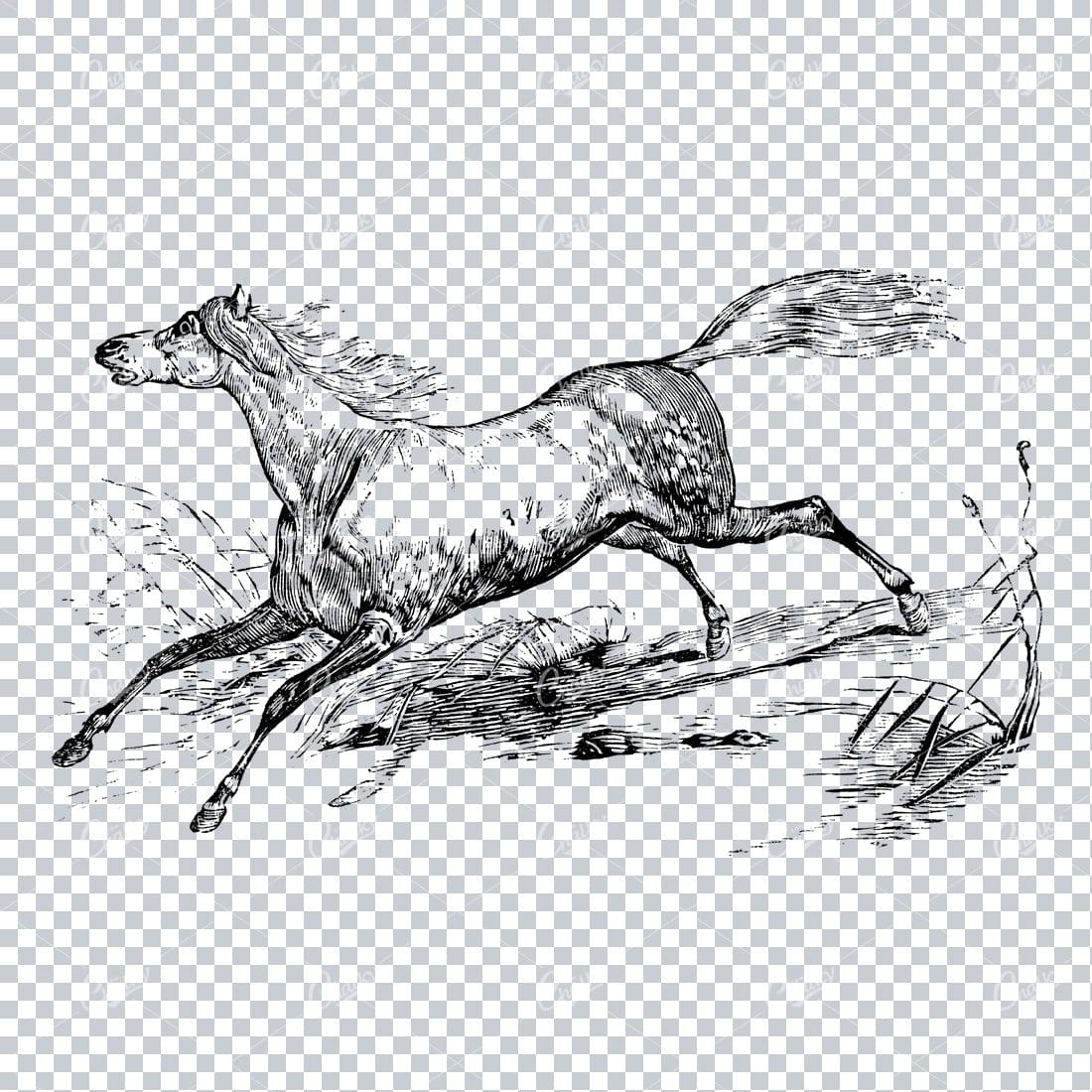 Vintage Horse Riding Illustration - Horse Galloping No.3