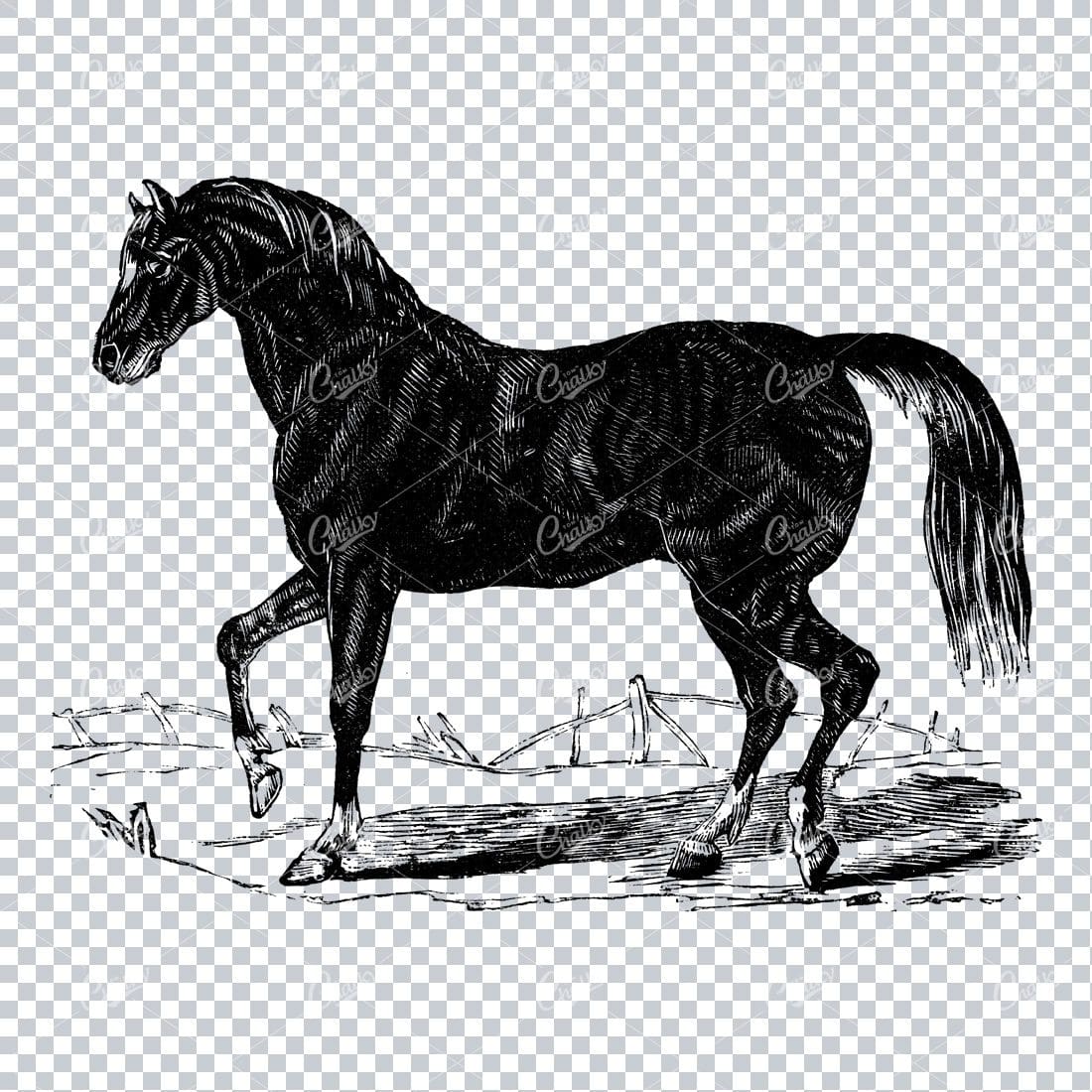 Vintage Horse Riding Illustration - Horse Standing