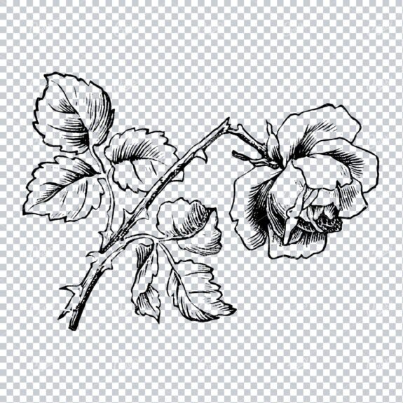 Vintage Botanical Line Art No.1