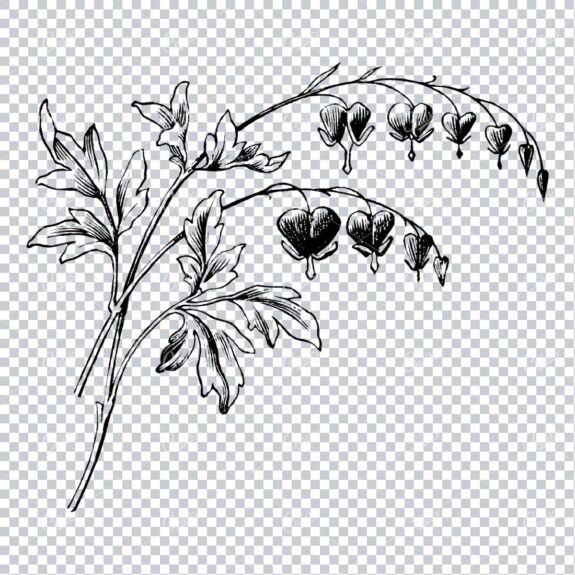 Vintage Botanical Line Art No.2
