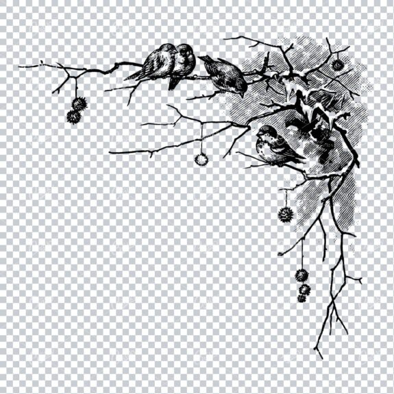 Vintage Christmas Line Art Illustration - Robins in a Tree Corner Piece No.1