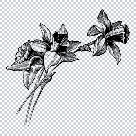 Vintage Illustration of Flower Heads No.1