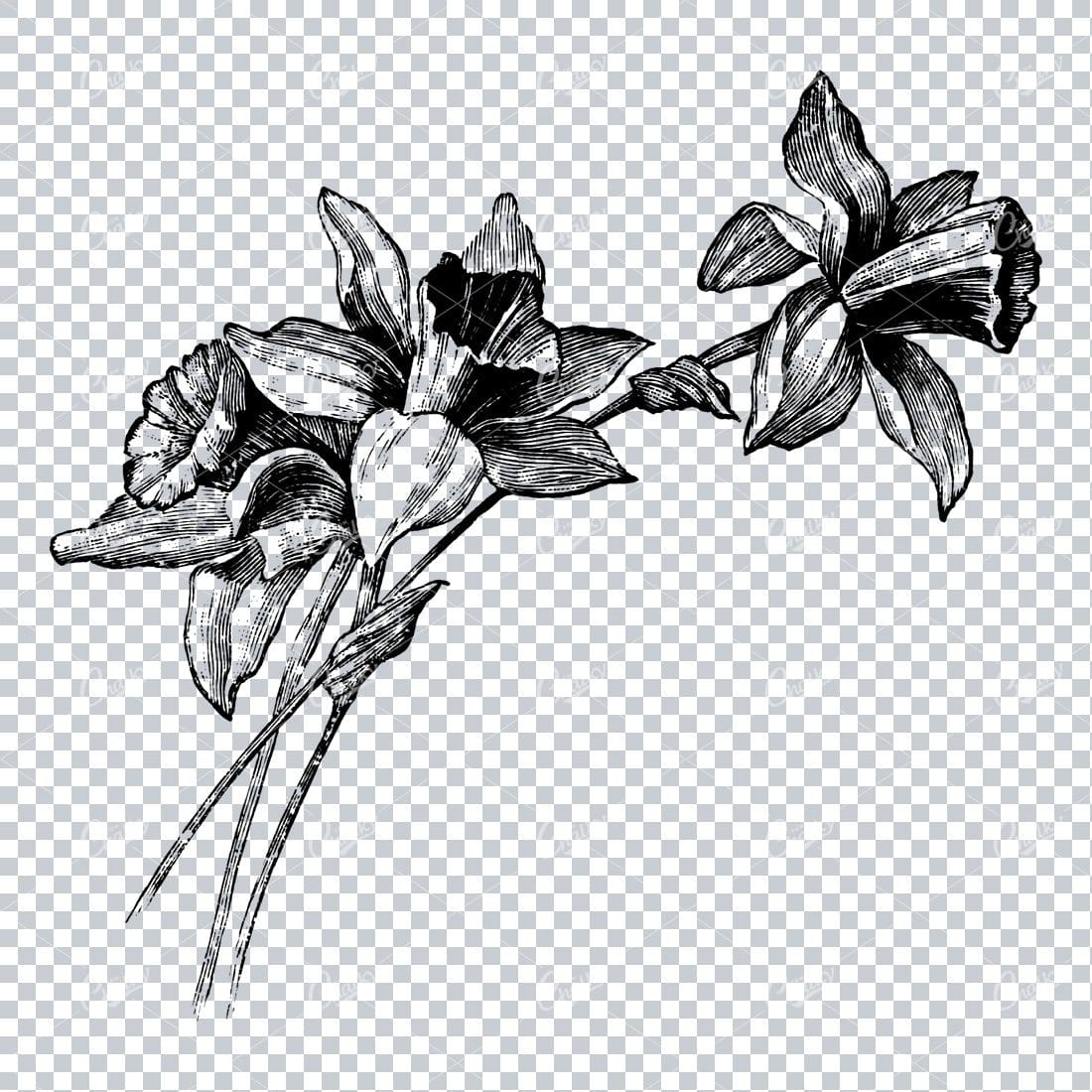 Vintage Illustration of Flower Heads No.1
