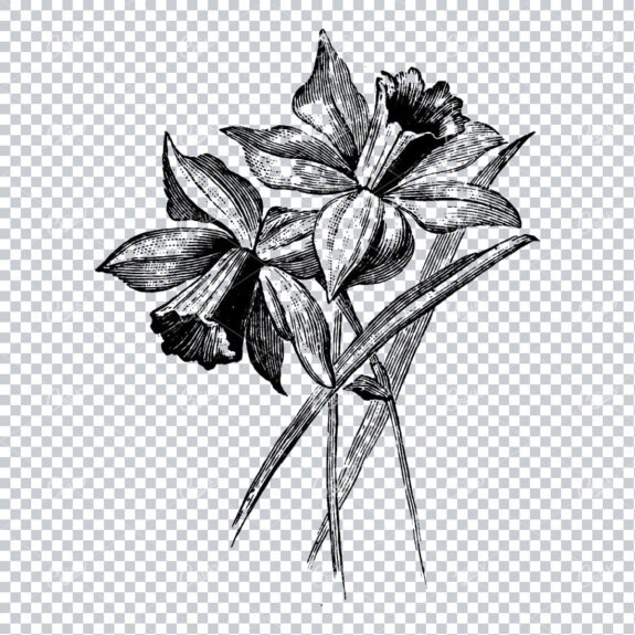 Vintage Illustration of Flower Heads No.2