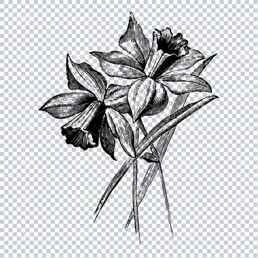 Vintage Illustration of Flower Heads No.2