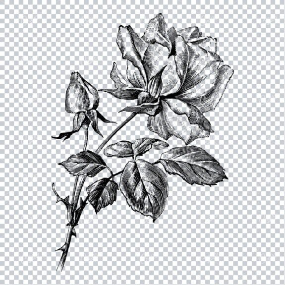 Vintage Illustration of a Rose with Thorns