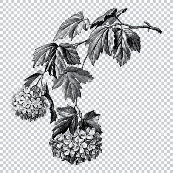 Vintage Botanical Illustration No.4