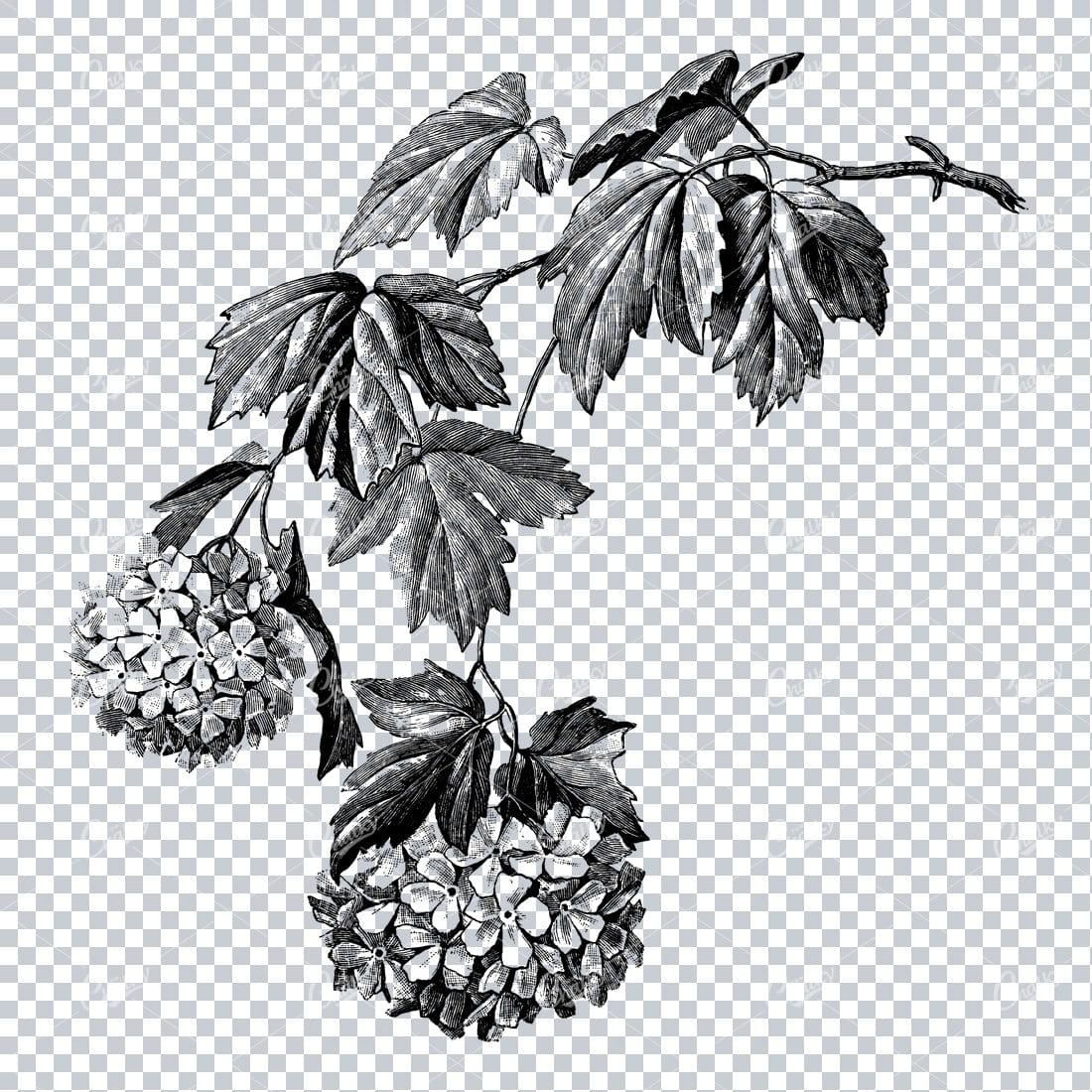 Vintage Botanical Illustration No.4