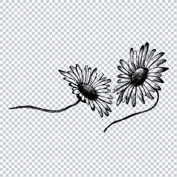 Vintage Botanical Illustration No.5