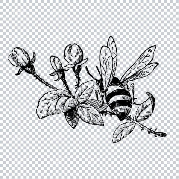 Vintage Botanical Illustration No.6