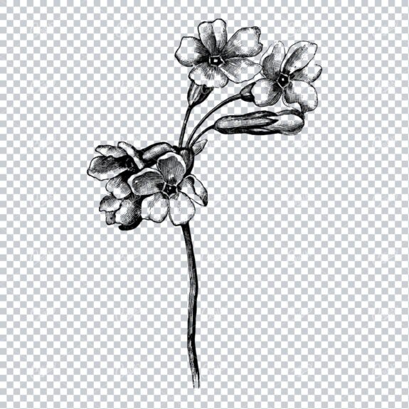 Vintage Botanical Illustration No.7