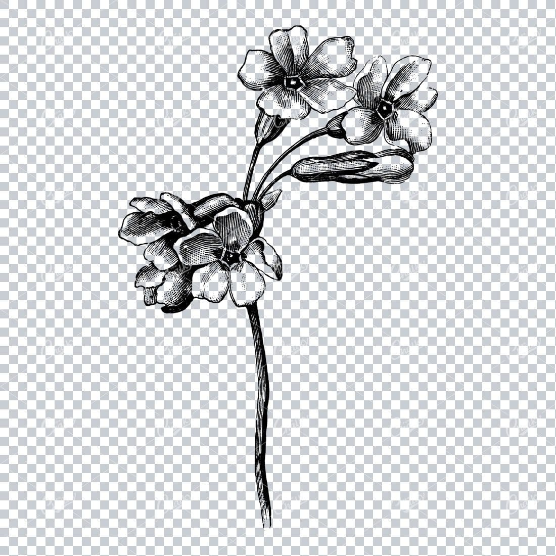 Vintage Botanical Illustration No.7