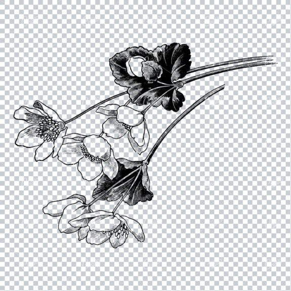 Vintage Botanical Illustration No.8