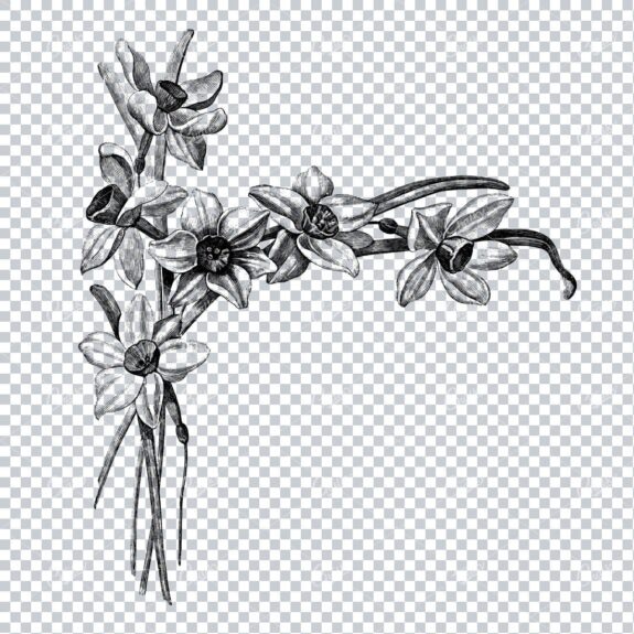 Vintage Botanical Illustration No.10