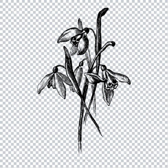 Vintage Botanical Illustration No.11