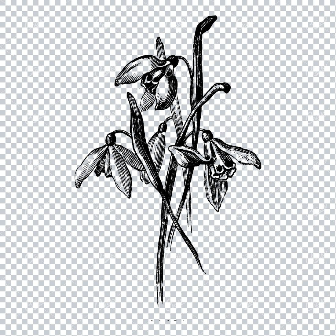 Vintage Botanical Illustration No.11