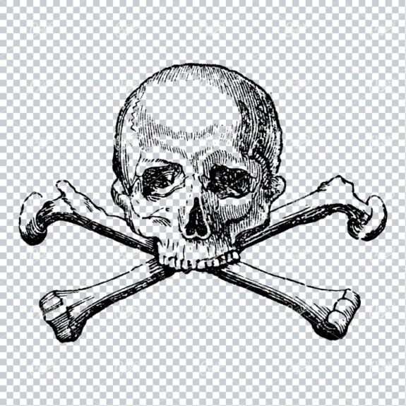 Vintage Line Art Illustration of a Skull with Crossbones No.2
