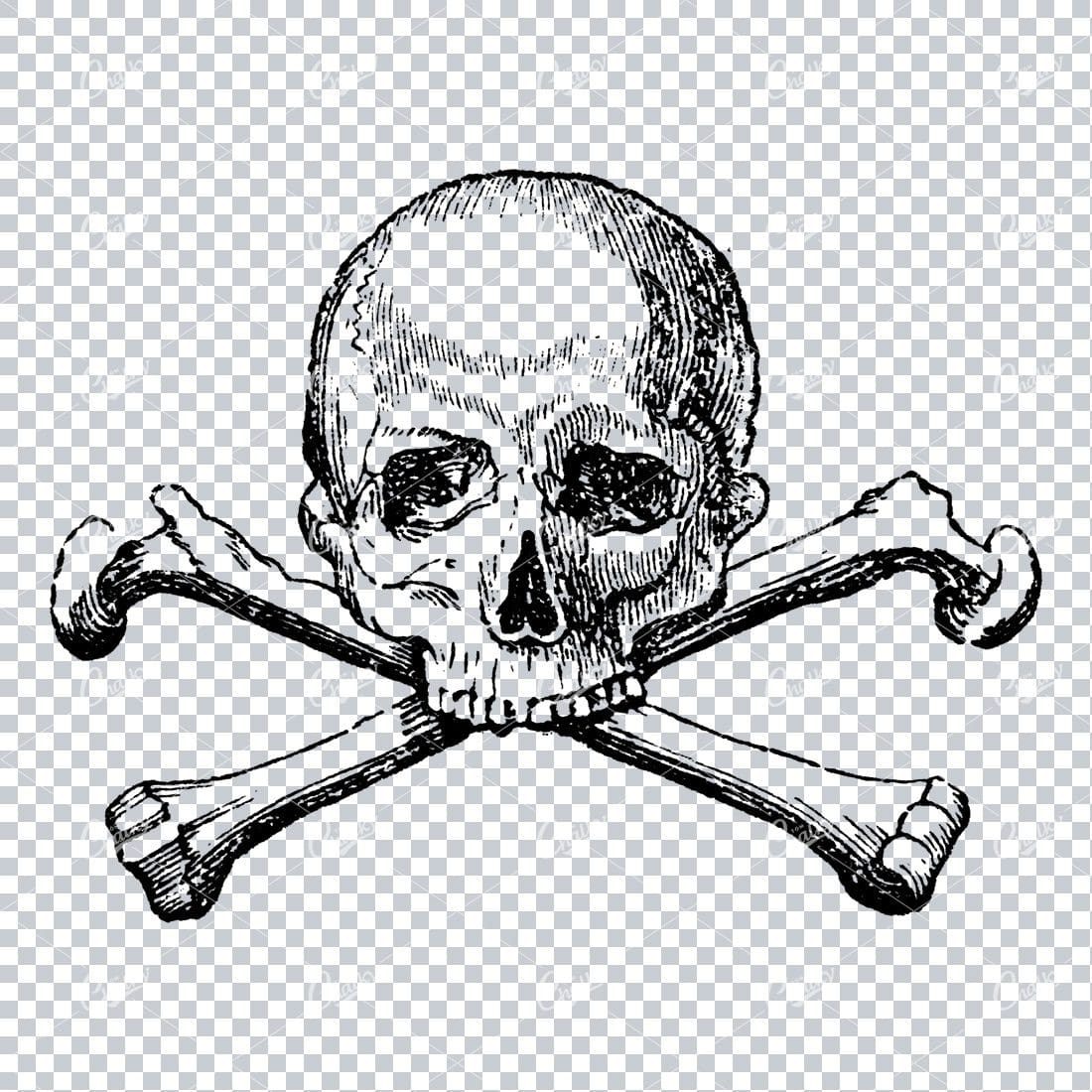 Vintage Line Art Illustration of a Skull with Crossbones No.2