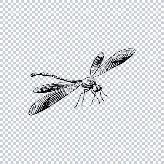 Vintage Illustration of a Dragon Fly No.1