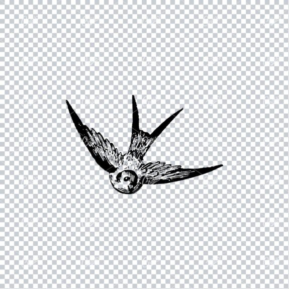 Old Line Art Illustration of a Bird Flying No.2