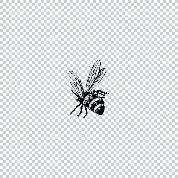 Vintage Line Art Illustration of a Bee No.1
