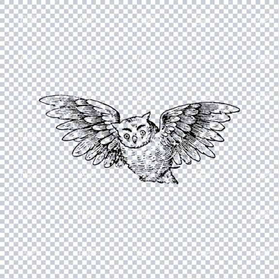 Old Line Art Illustration of an Owl Flying
