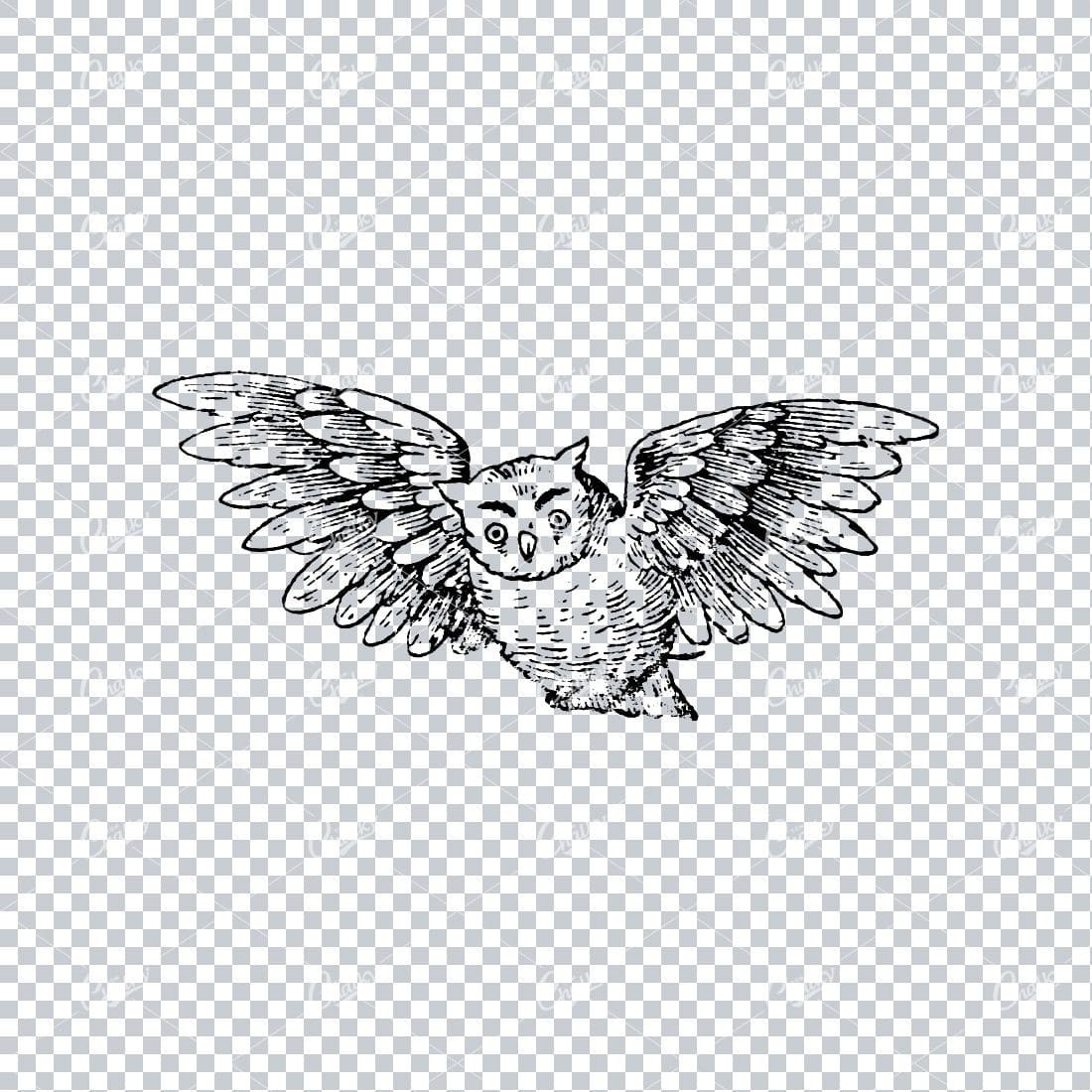 Old Line Art Illustration of an Owl Flying