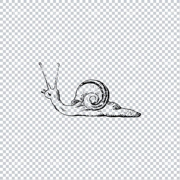 Old Line Art Illustration of a Snail