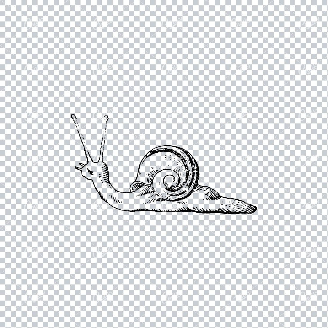 Old Line Art Illustration of a Snail