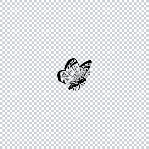 Vintage Illustration of a Butterfly