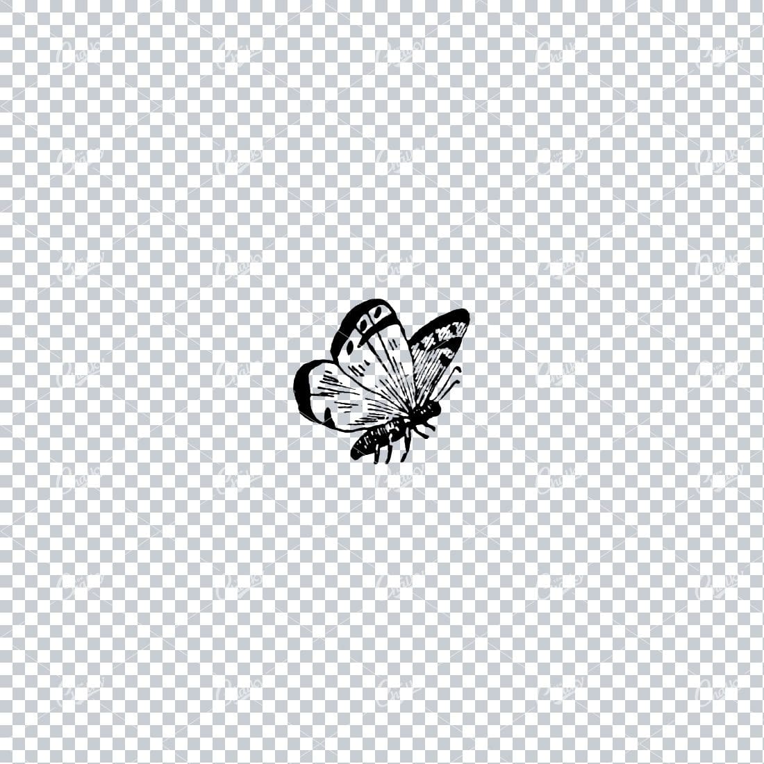 Vintage Illustration of a Butterfly