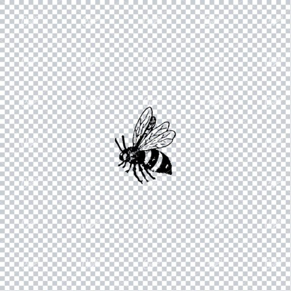 Vintage Line Art Illustration of a Bee No.2