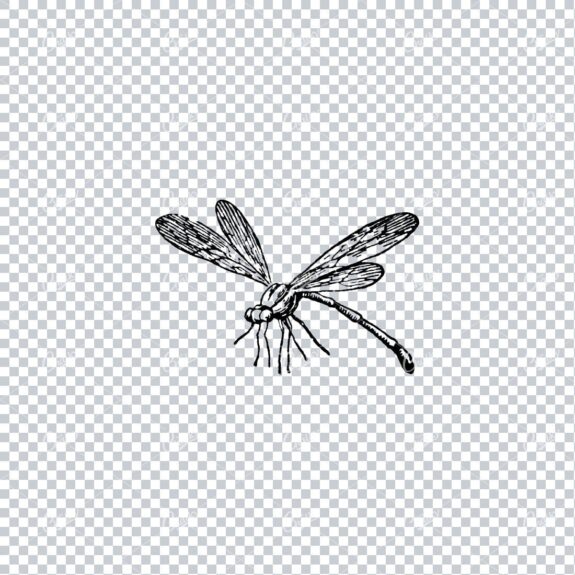 Vintage Illustration of a Dragon Fly No.2