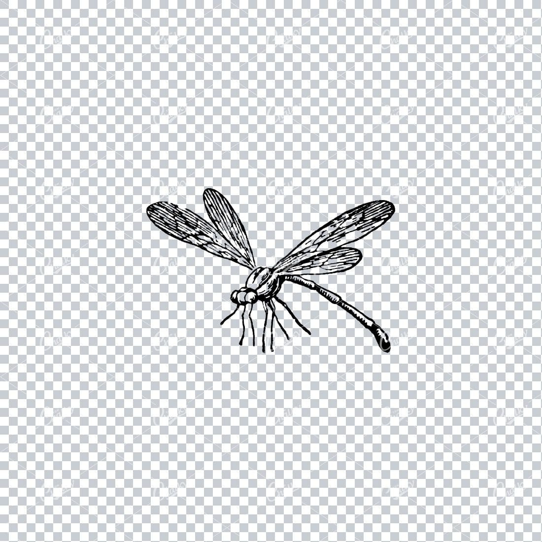 Vintage Illustration of a Dragon Fly No.2
