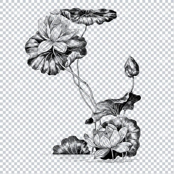 Decorative Floral Illustration of Lilly Pads and Flowers