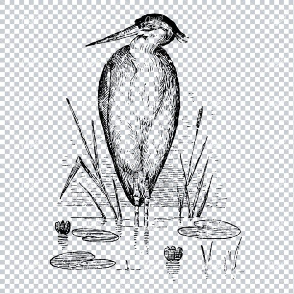 Line Art Illustration of a Crane Standing in Lake with Lilly Pads