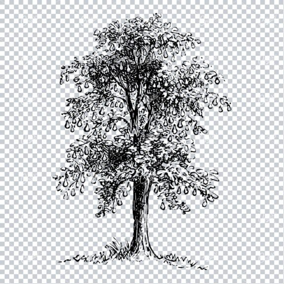 Antique Line Art Illustration of a Single Tree