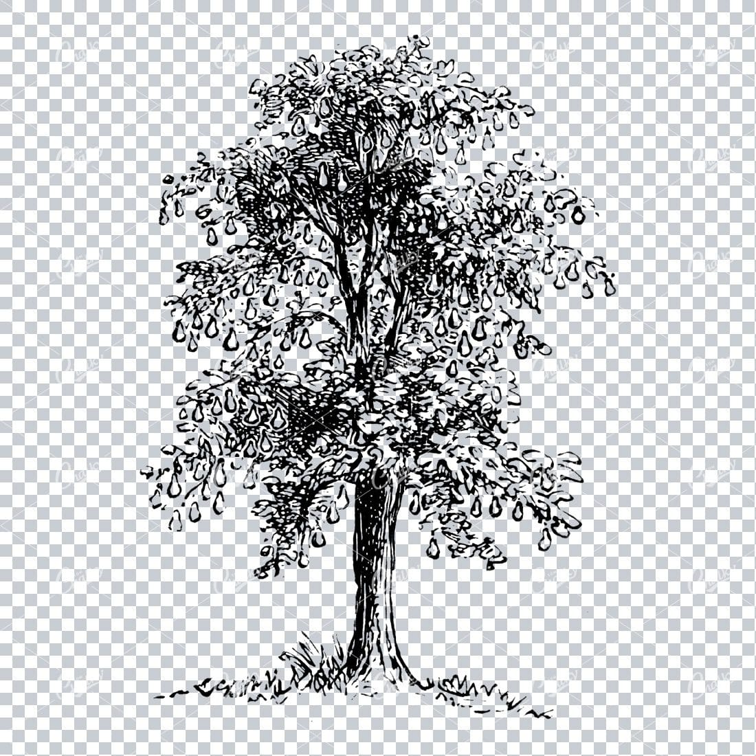 Antique Line Art Illustration of a Single Tree