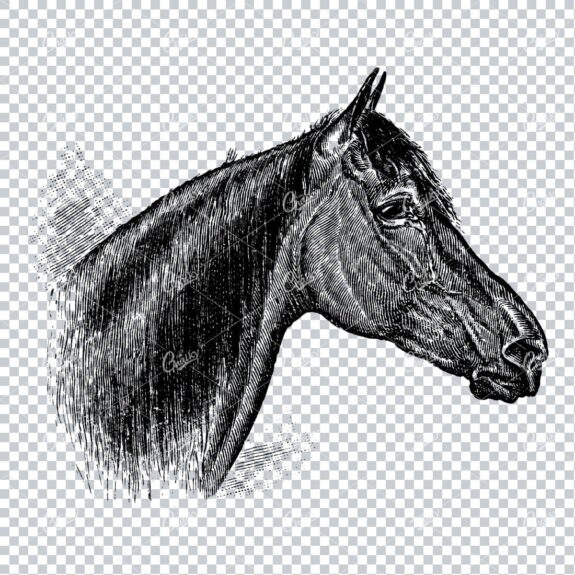 Vintage Engraving Art of a Horses Face No.2